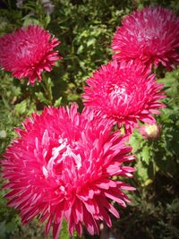 Close-up of pink flowering plants in garden