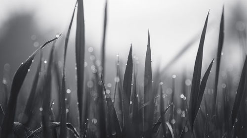 Close-up of wet plants during rainy season