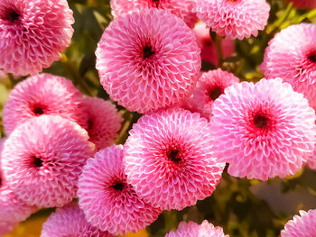 Close-up of pink flowering plants