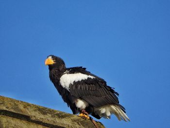 Steller sea eagle perching on retaining wall against clear blue sky