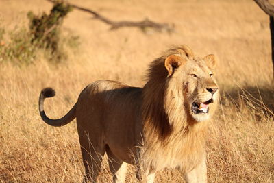 Close-up of a cat on field