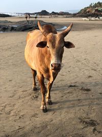 Cow on sand at beach against sky