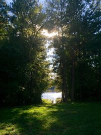 Trees on grassy field