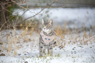 Portrait of cat on snow covered land