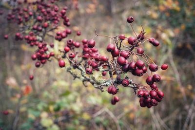 Close-up of berries growing on tree