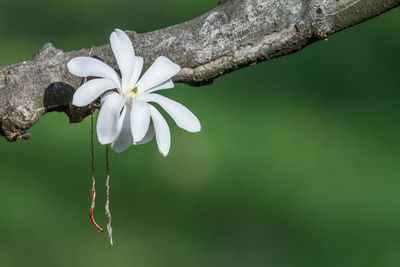 Close-up of white flower blooming on tree