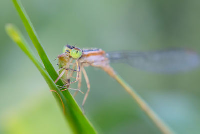 Close-up of insect on leaf