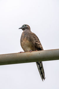 Low angle view of bird perching on a metal against sky