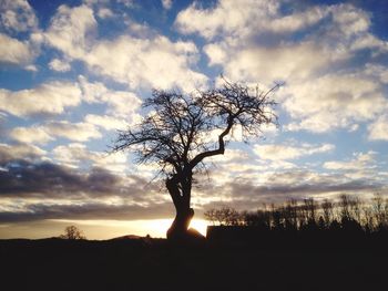 Silhouette of bare trees on landscape