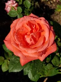 Close-up of wet rose
