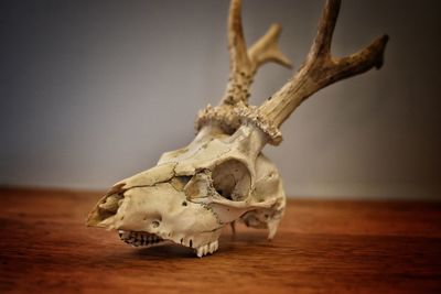 Close-up of animal skull