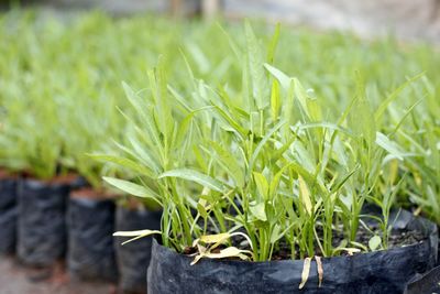 Close-up of fresh green plant in field