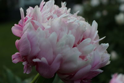 Close-up of pink flowers