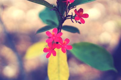 Close-up of pink flowering plant