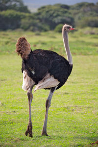 Side view of a bird on field