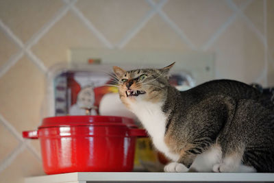 Close-up of cat looking away at home