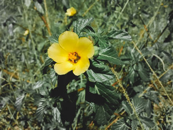 Close-up of insect on yellow flower