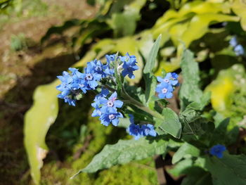 Close-up of purple flowers