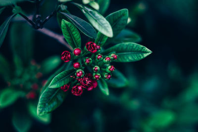 Close-up of red flower buds