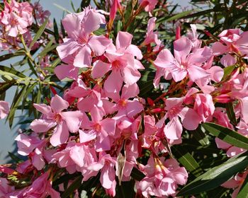 Close-up of pink flowers blooming on tree