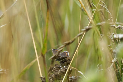 Close-up of a bird on grass