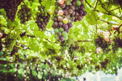 Close-up of grapes growing in vineyard