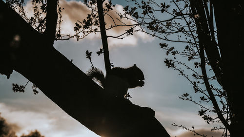 Low angle view of silhouette cat on tree against sky