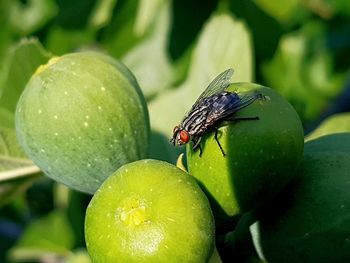 Close-up of fly on fruit