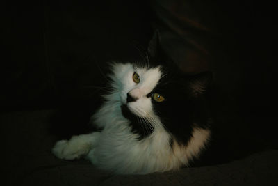 Close-up of cat against black background