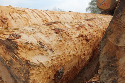 Close-up of log in forest
