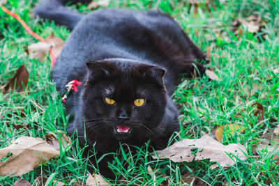 Black cat lying on grass