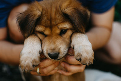 Close-up of hand holding dog