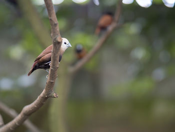 Bird perching on a branch