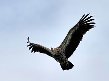 animal
