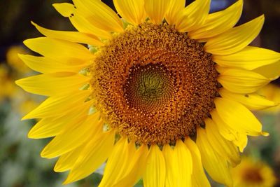 Close-up of sunflower