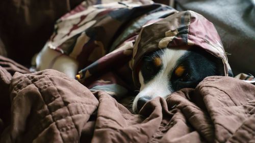 Close-up of dog relaxing on sofa at home