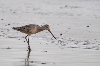 Side view of a bird on beach