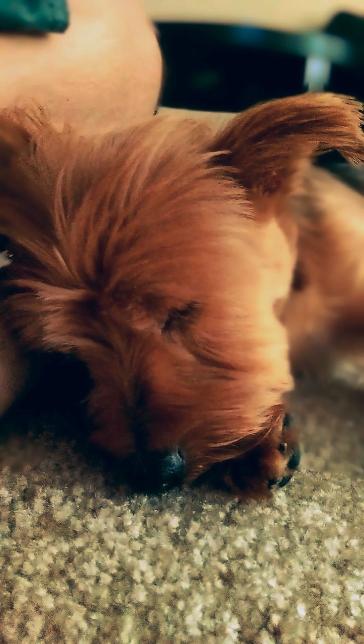 one animal, animal themes, domestic animals, pets, mammal, dog, close-up, lying down, relaxation, focus on foreground, animal head, animal hair, side view, sleeping, resting, sunlight, eyes closed, selective focus