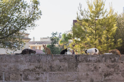 Cats sitting on retaining wall against sky