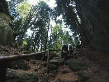 Trees in forest