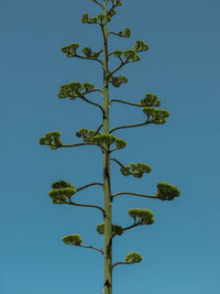 Low angle view of tree against clear sky