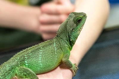 Close-up of a hand holding a lizard