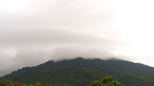 Scenic view of forest against sky