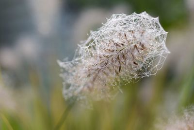 Close-up of flower against blurred background