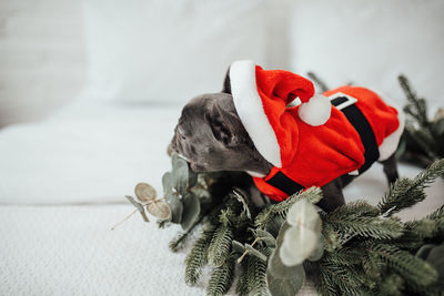 Close-up of christmas decoration