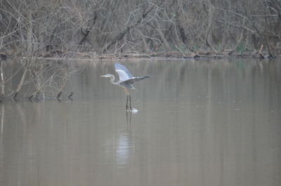 Reflection of gray heron on lake