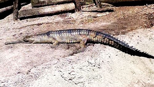 Close-up of lizard