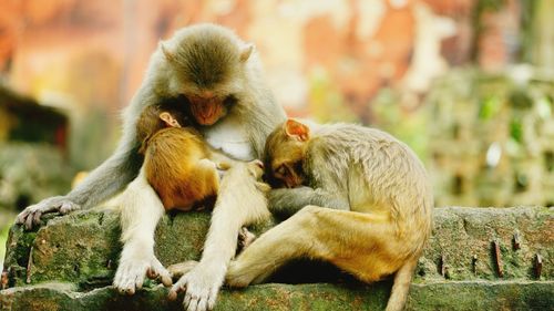 Monkeys sitting on stone wall