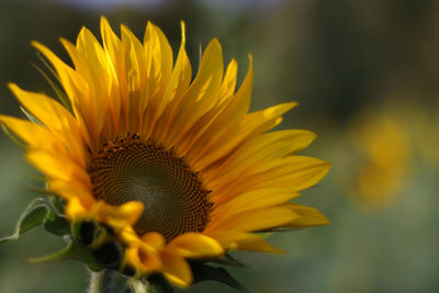 Close-up of yellow flower