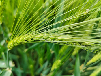 Close-up of wheat growing on field